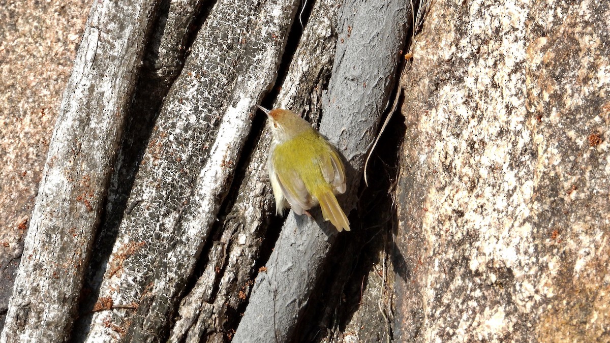 Common Tailorbird - ML525435901