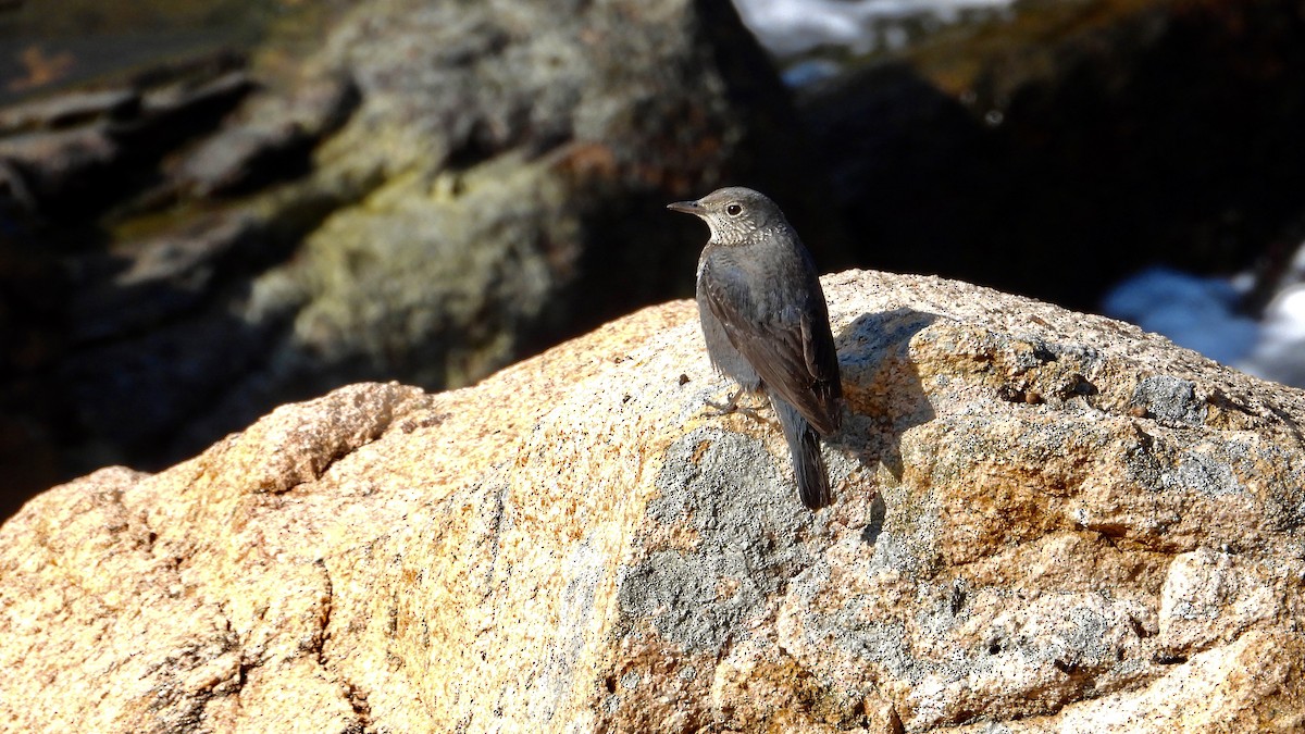 Blue Rock-Thrush - Jieni Long