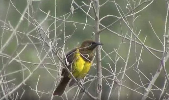 Brown-and-yellow Marshbird - ML525437411