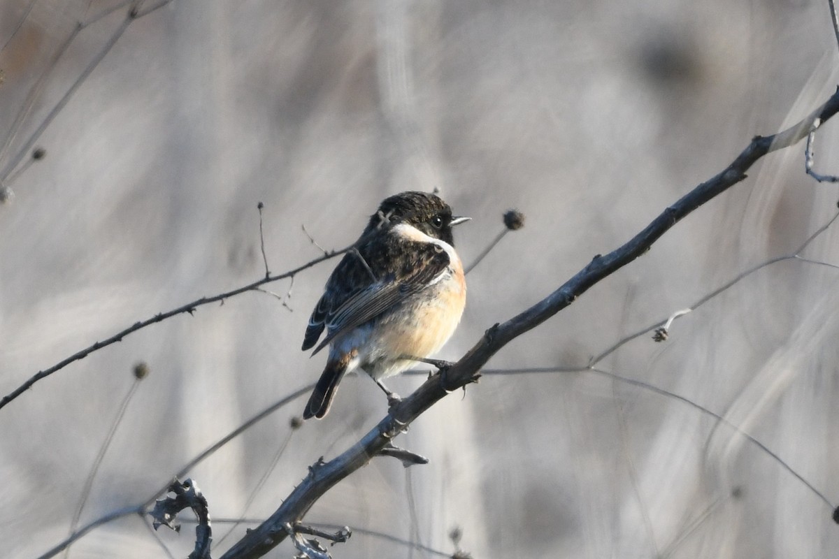 Siberian Stonechat - ML525438791