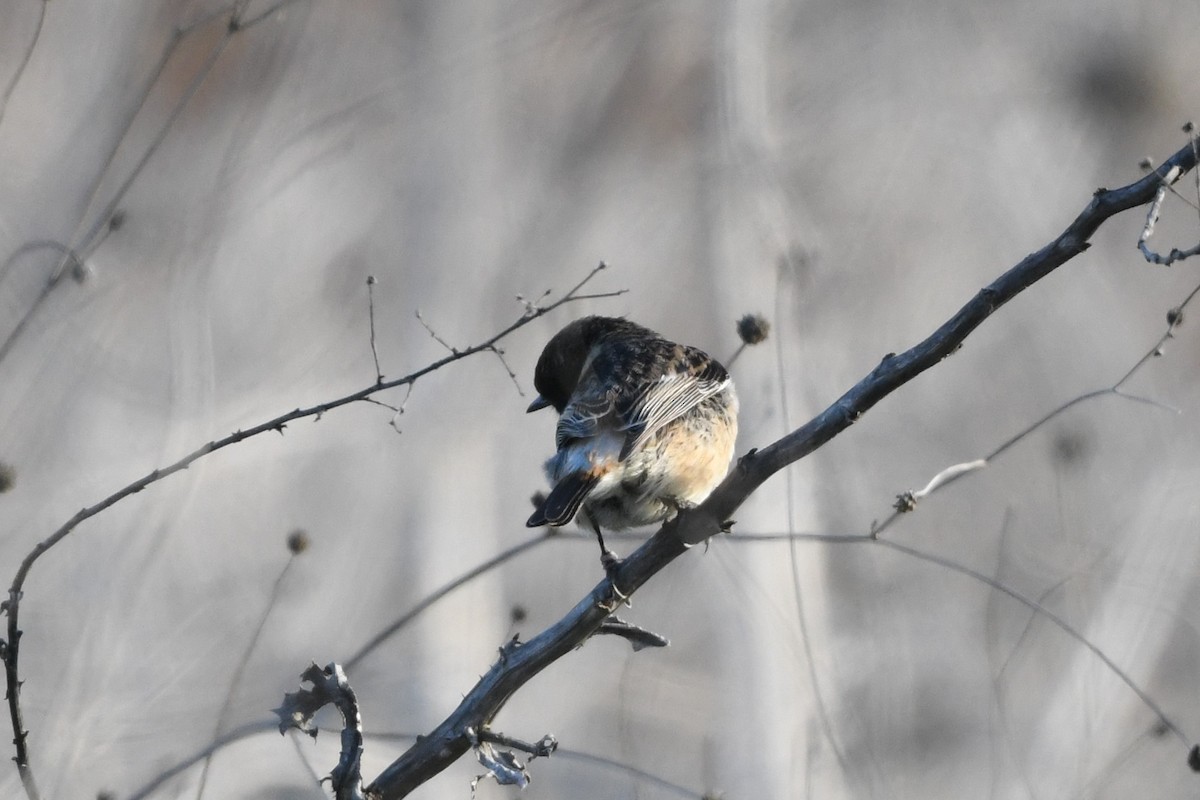 Siberian Stonechat - Marcin Sołowiej