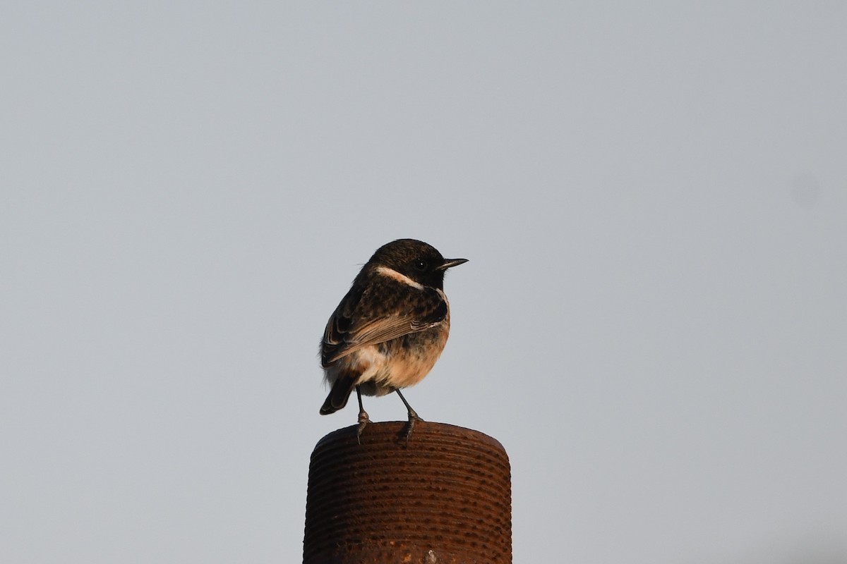 Siberian Stonechat - ML525438811