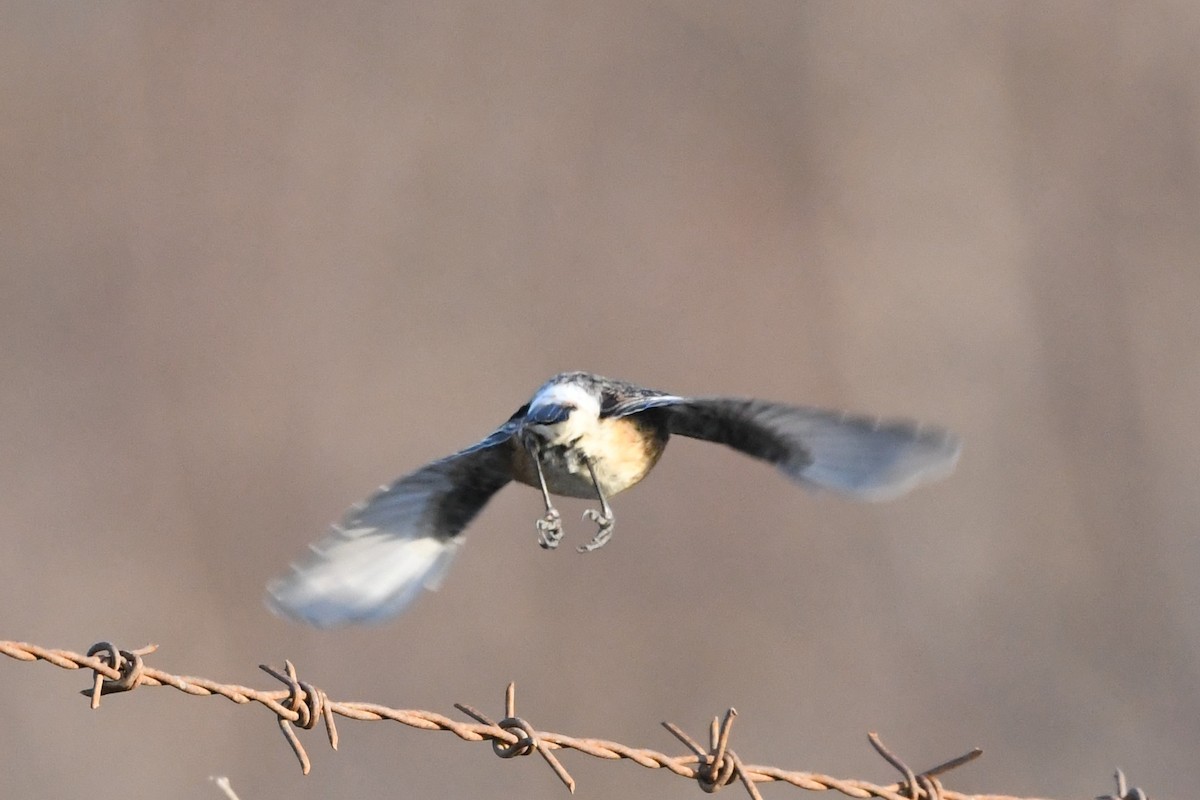 Siberian Stonechat - ML525439151