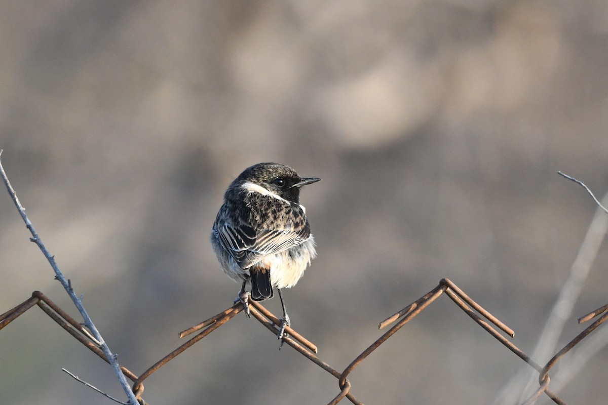 Siberian Stonechat - ML525439161