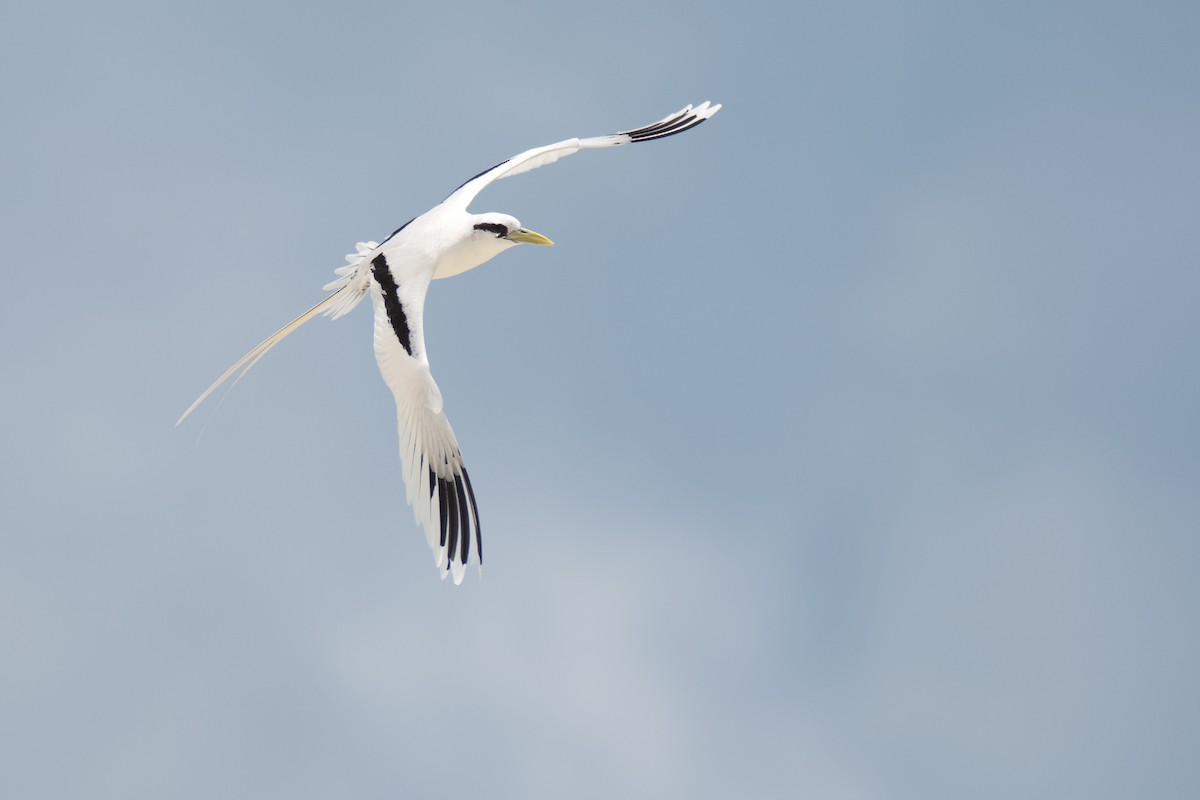 White-tailed Tropicbird - Anonymous