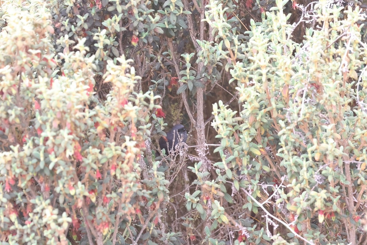 Vilcabamba Tapaculo - loretta kao