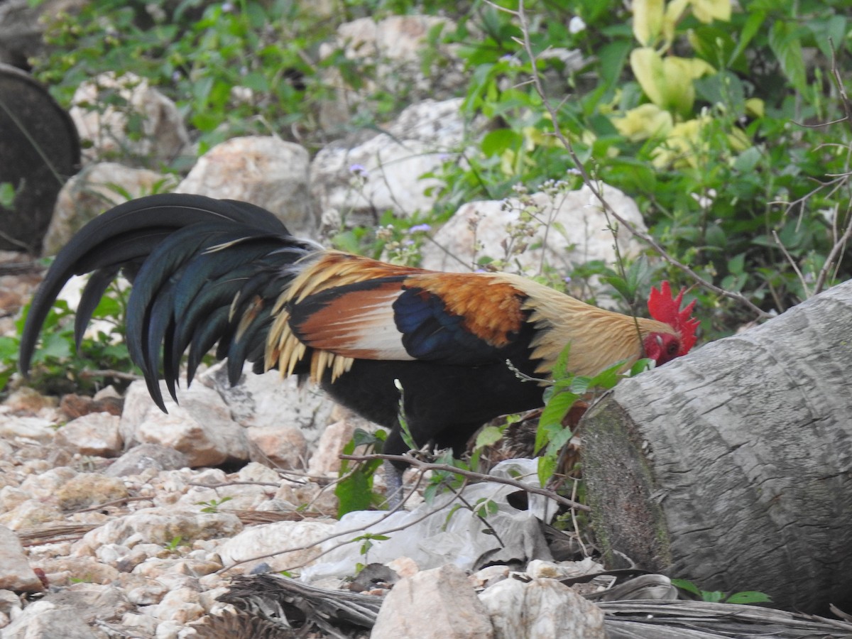 Red Junglefowl - ML525441331