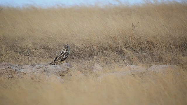 Short-eared Owl - ML525443311