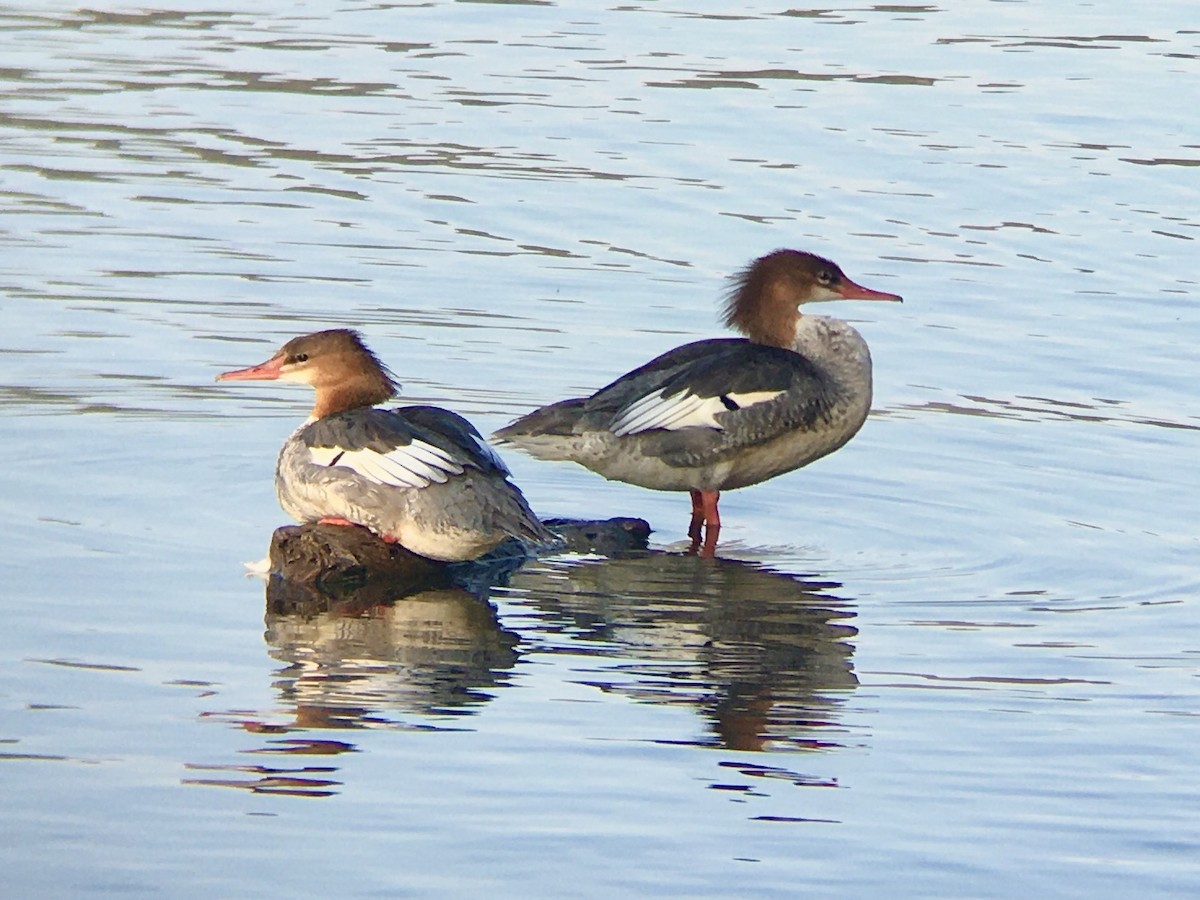 Common Merganser - ML525444311