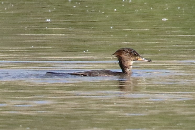 Hooded Merganser - ML52544451