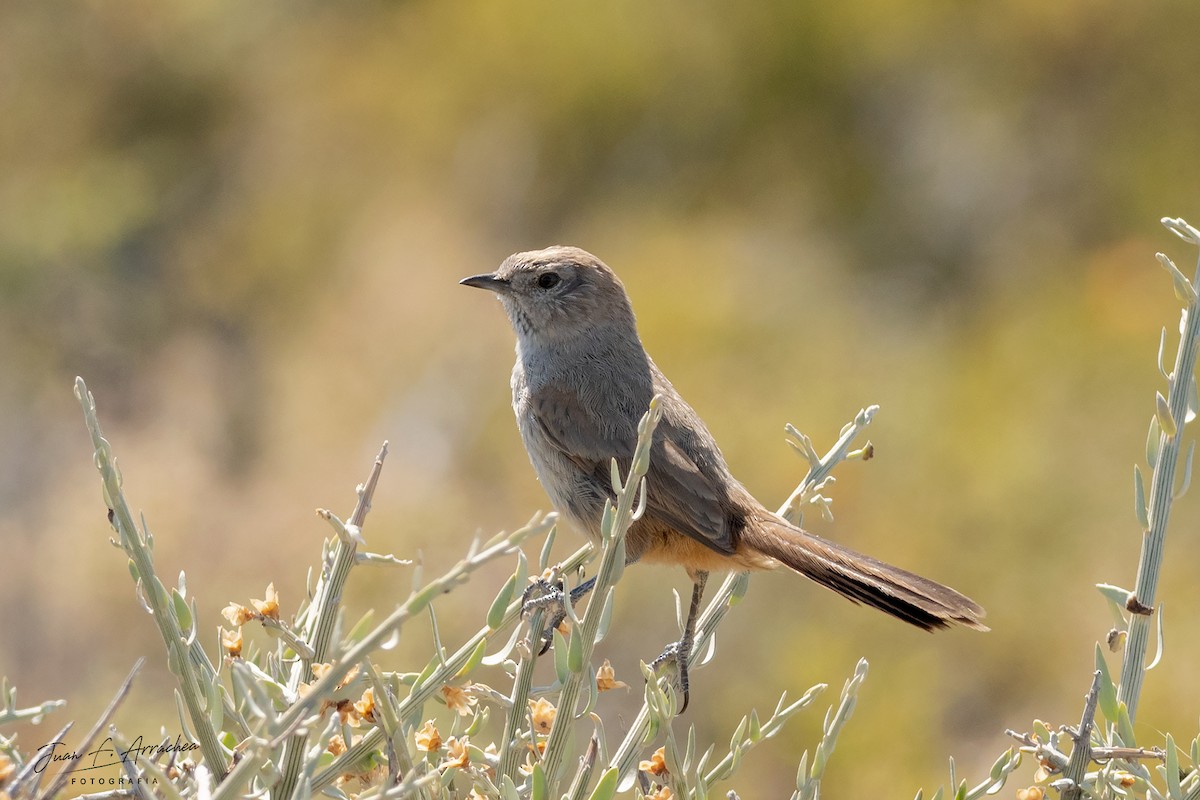 Patagonian Canastero - Juan Francisco Arrachea