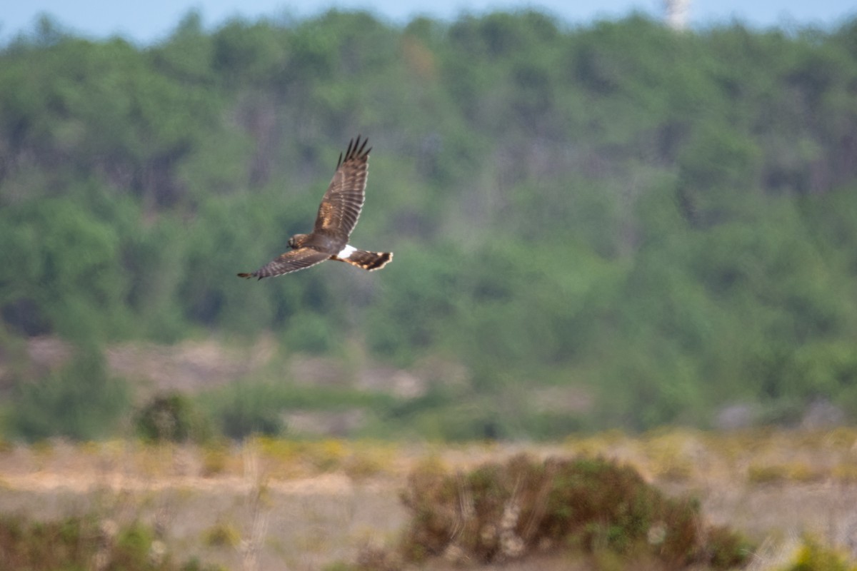 Hen Harrier - ML525445011