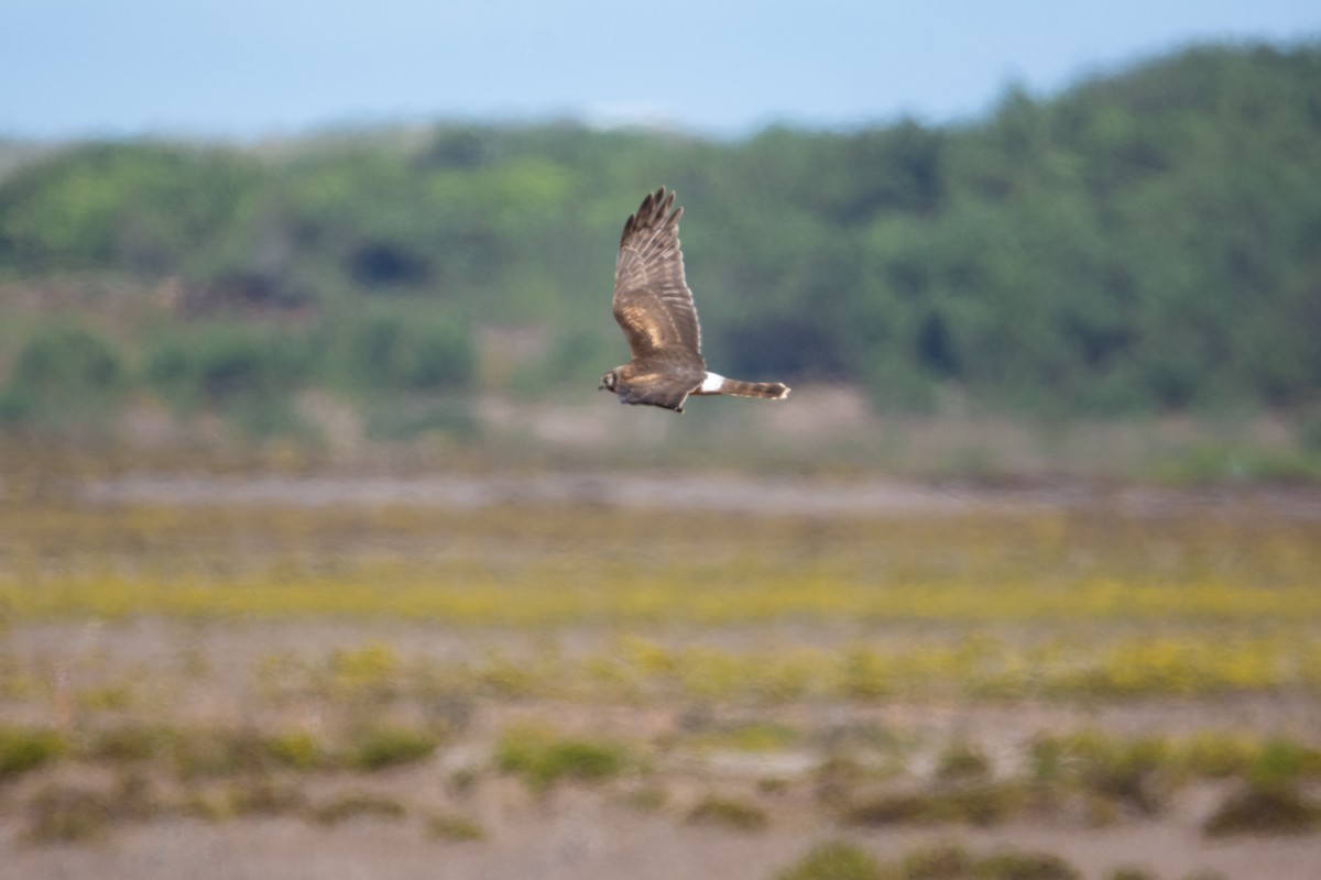 Hen Harrier - ML525445021