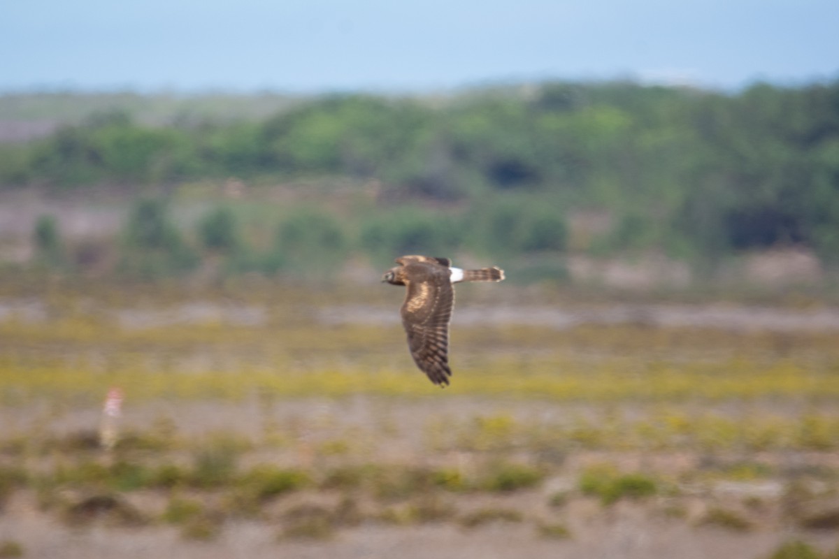 Aguilucho Pálido - ML525445031