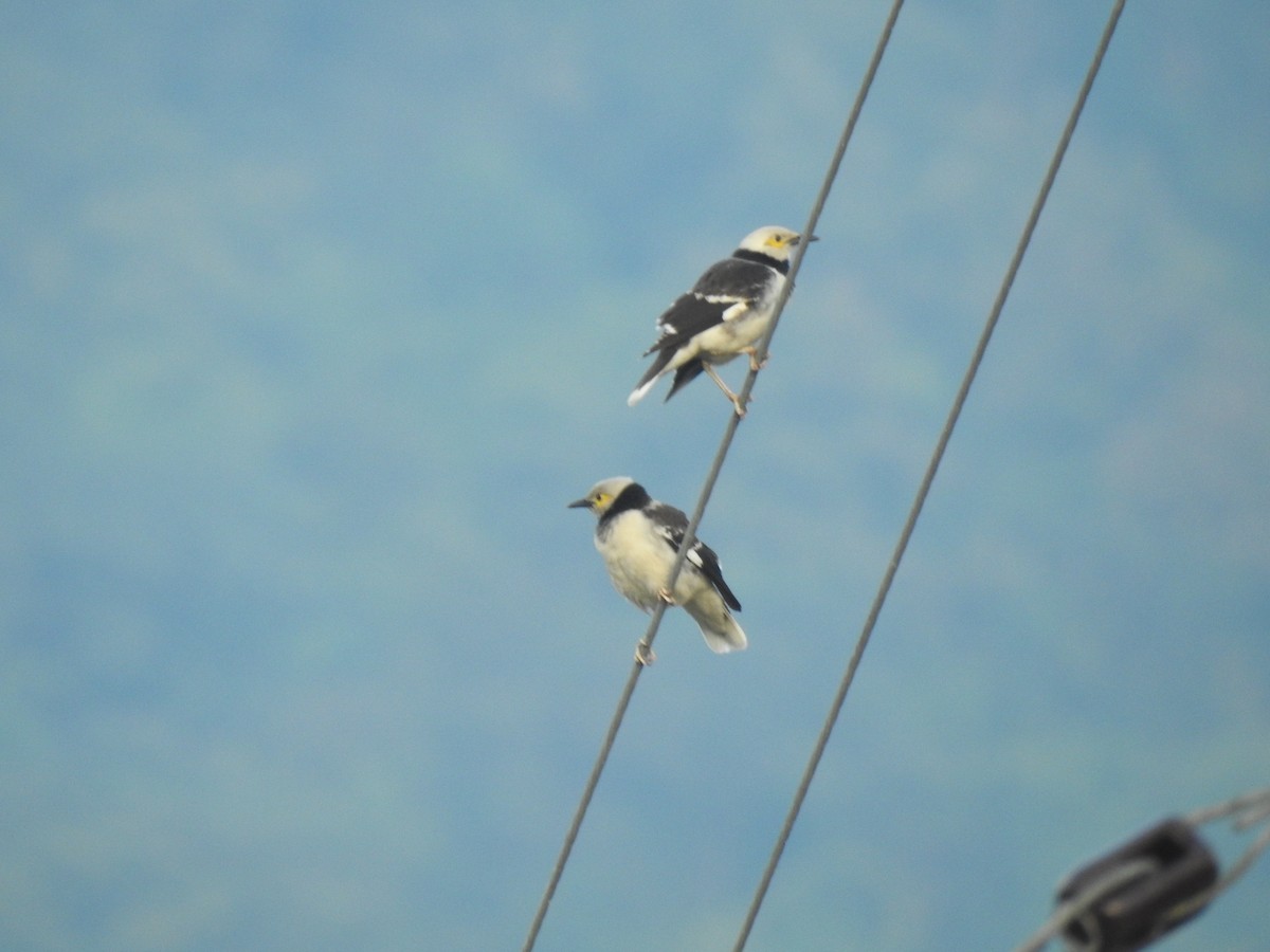 Black-collared Starling - Ben Collins-Smith