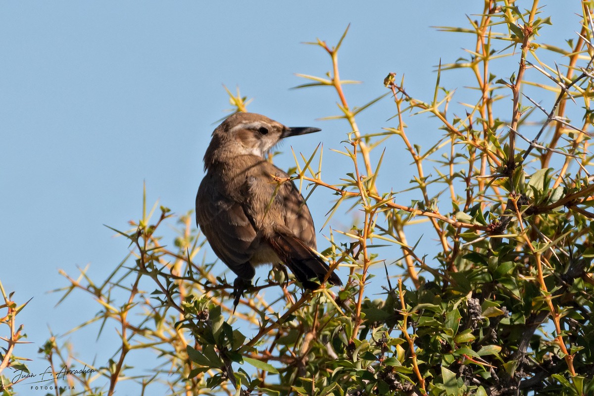 Band-tailed Earthcreeper - Juan Francisco Arrachea