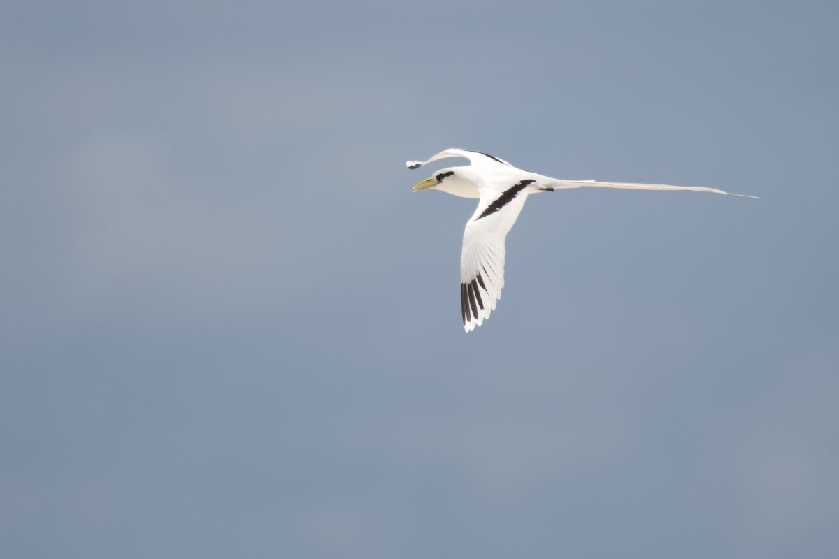 White-tailed Tropicbird - Anonymous