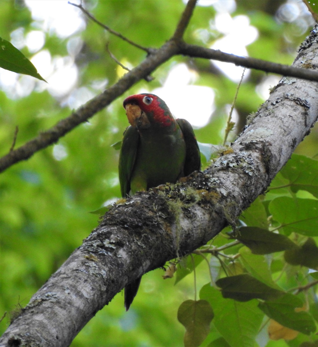 Mitred Parakeet - ML525448371