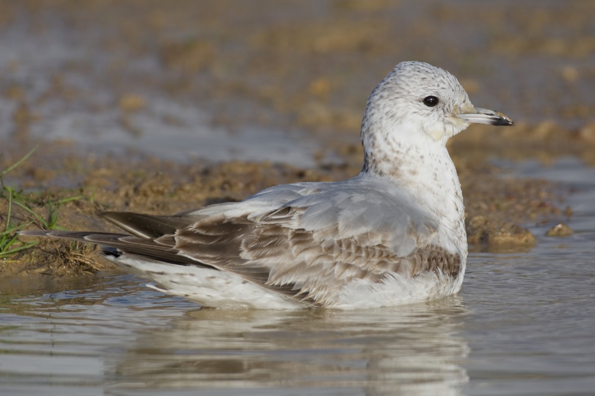 Common Gull - ML525448481