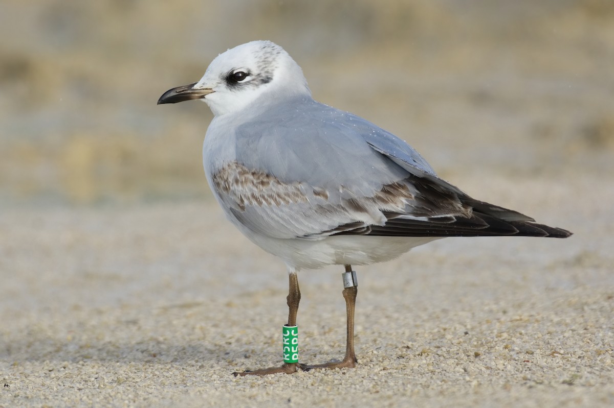 Mediterranean Gull - ML525448501