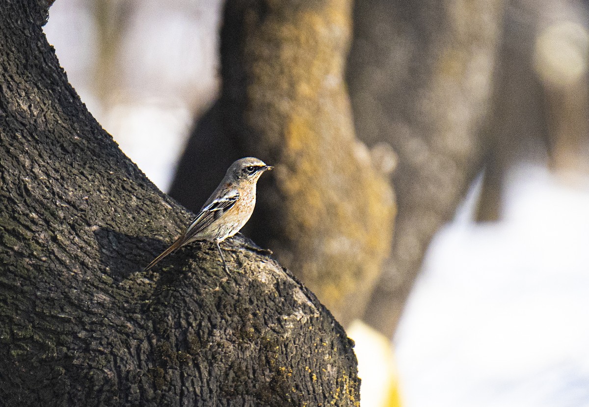 Rufous-backed Redstart - ML525450281