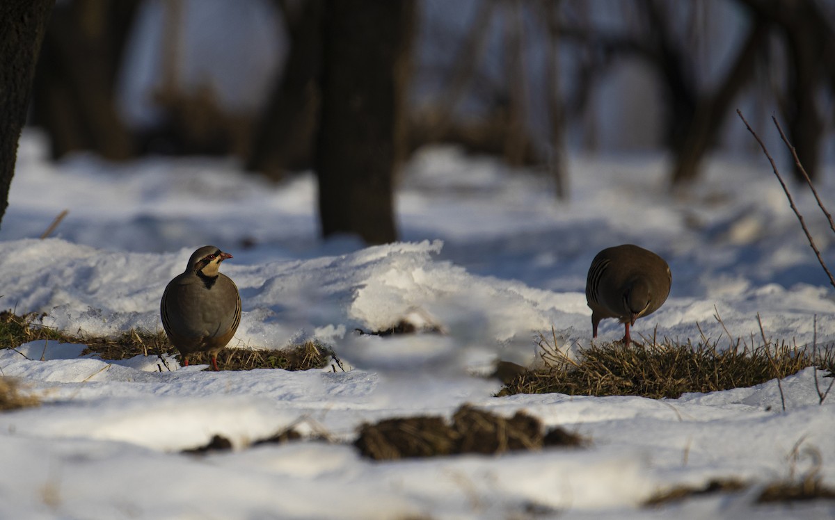 Chukar - ML525450401