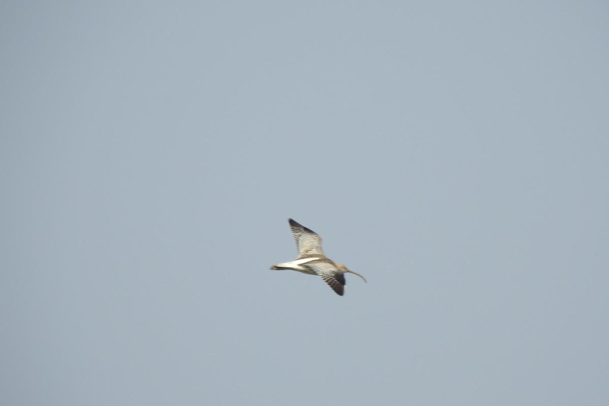 eBird Checklist 16 Jan 2023 乐清翁垟海滨 (Yueqing Wengyang Coast) 24