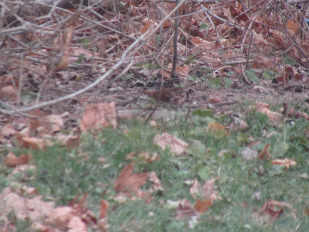 Fox Sparrow - ML525450941