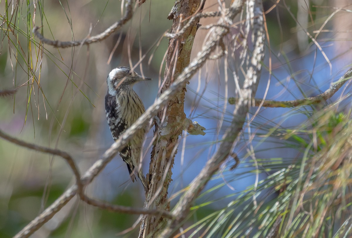 Gray-capped Pygmy Woodpecker - ML525451371