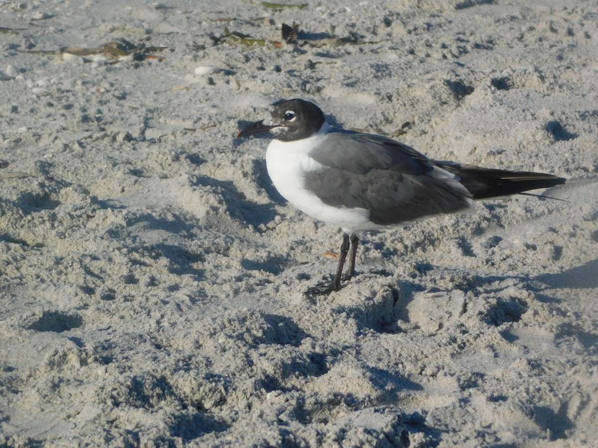 Gaviota Guanaguanare - ML525451711