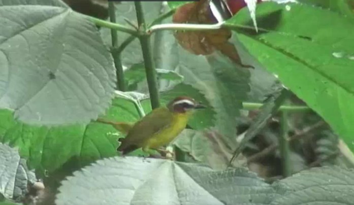 Chestnut-capped Warbler - ML525451931