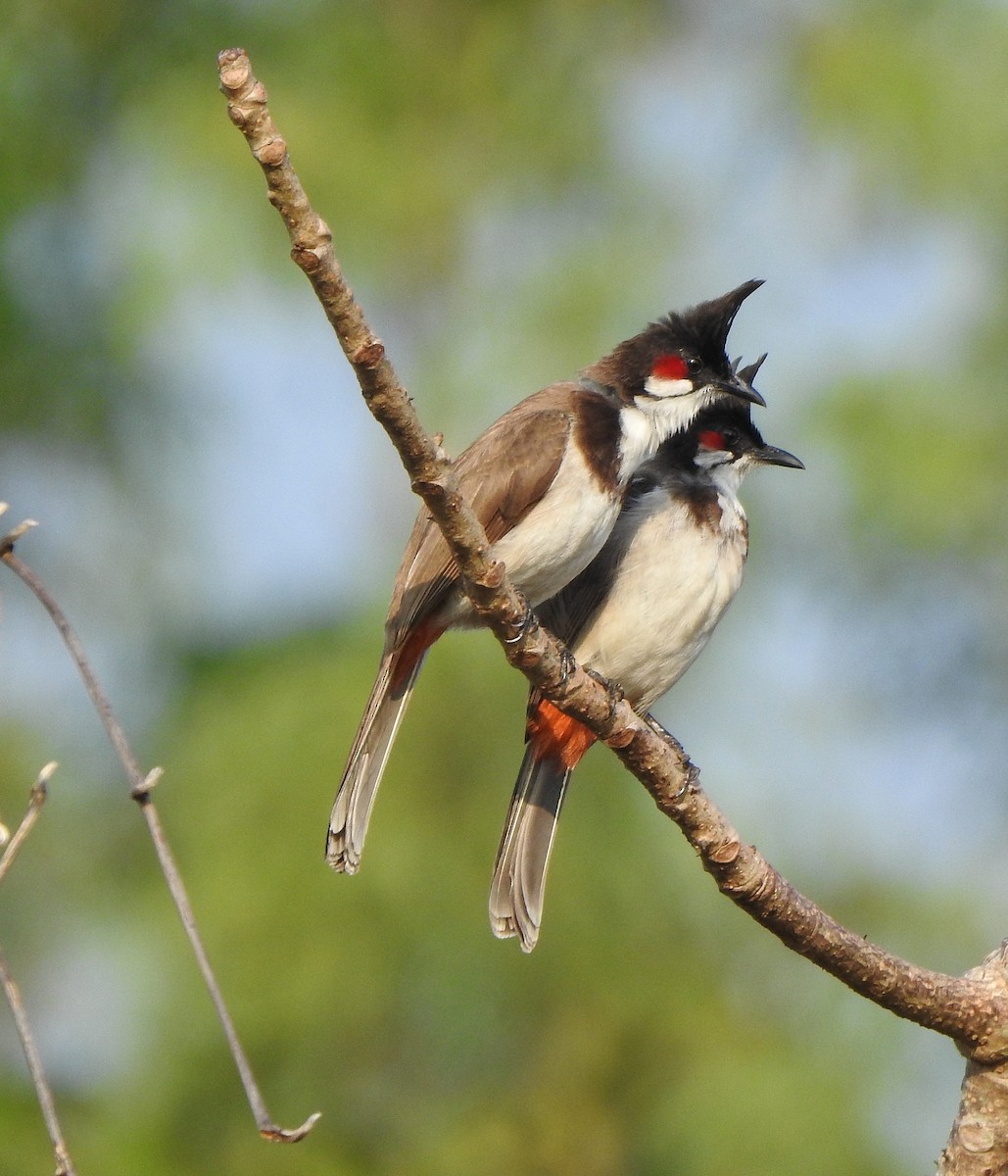 Red-whiskered Bulbul - ML525451991