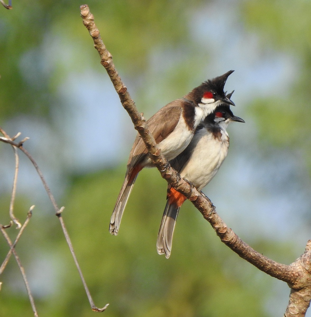 Red-whiskered Bulbul - ML525452001