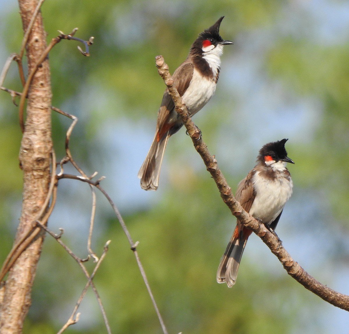 bulbul červenouchý - ML525452021