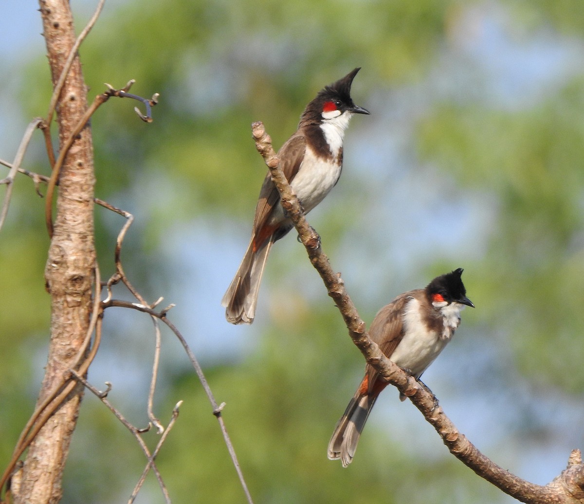 bulbul červenouchý - ML525452031