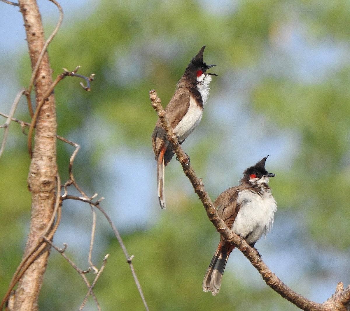 bulbul červenouchý - ML525452041