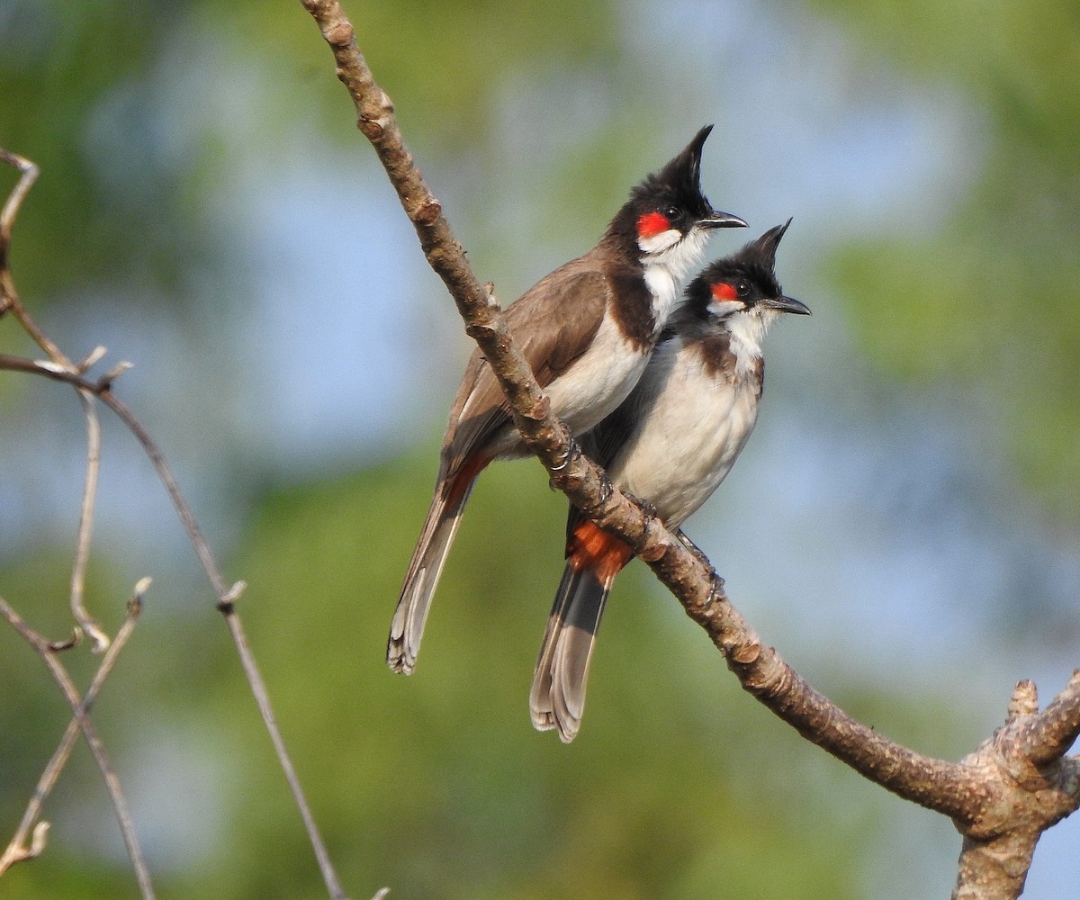 Red-whiskered Bulbul - ML525452061