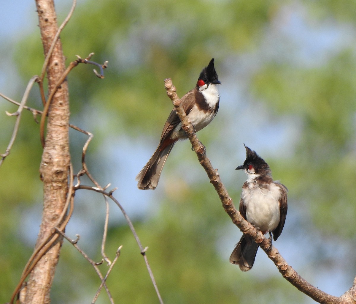 Red-whiskered Bulbul - ML525452071