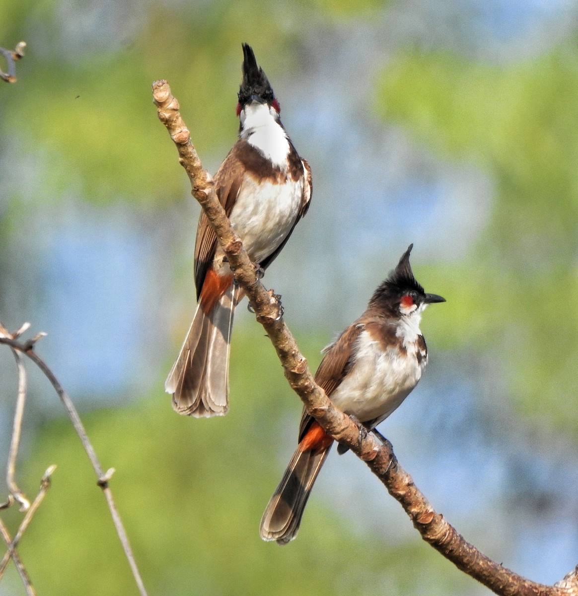 Red-whiskered Bulbul - ML525452081