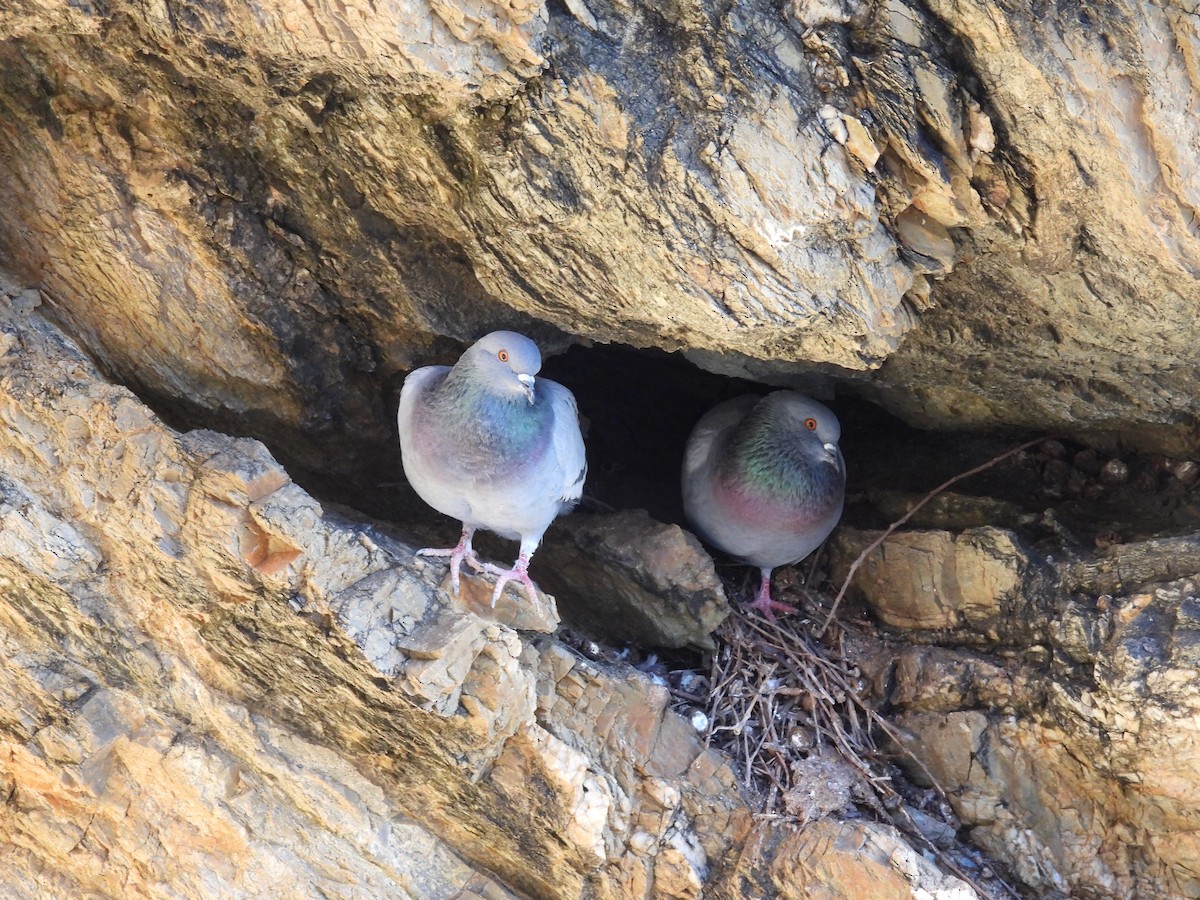 Rock Pigeon (Feral Pigeon) - ML525452681