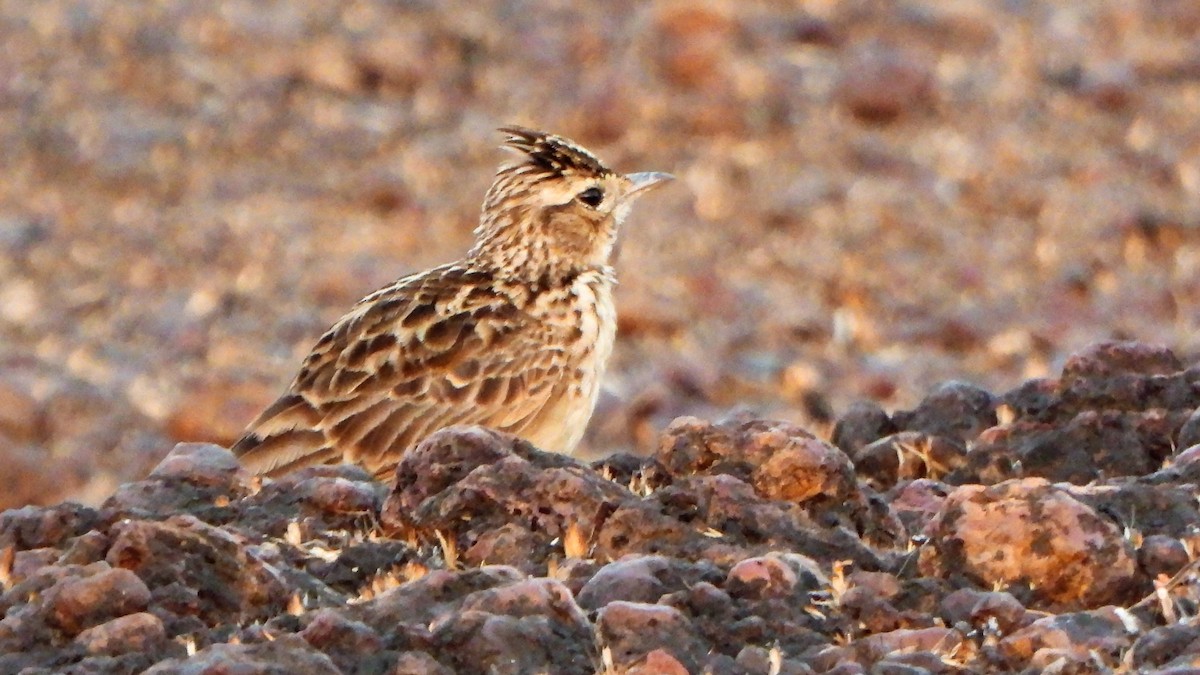 Oriental Skylark - Girish Chhatpar