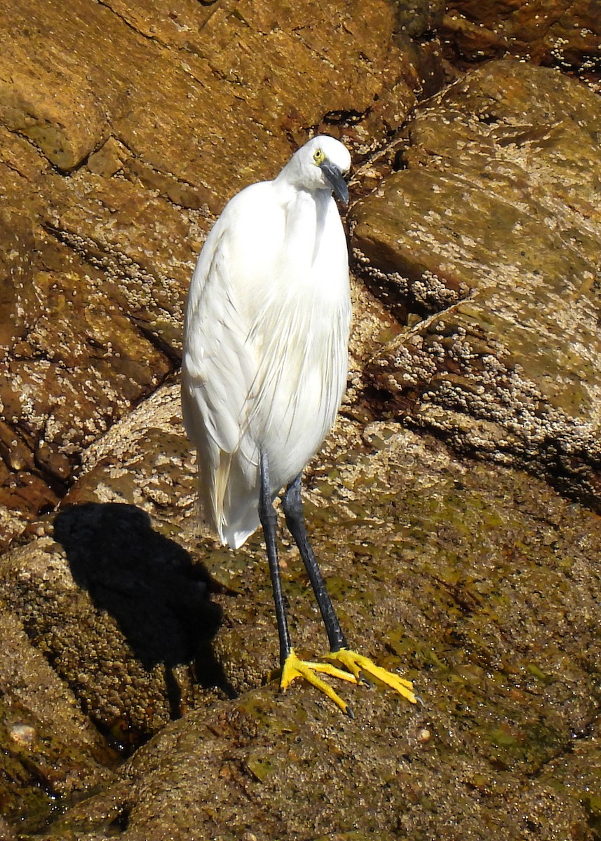 Little Egret - ML525453861