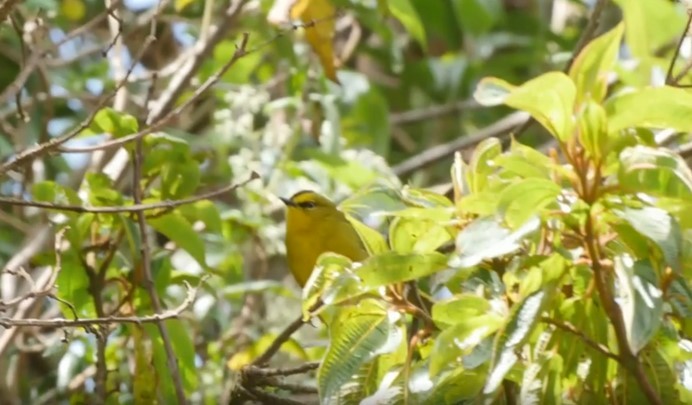 Black-crested Warbler - ML525453981