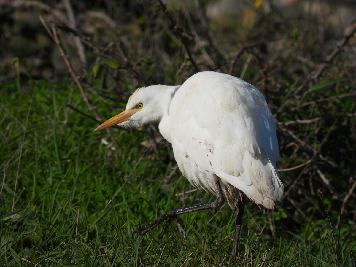 Western Cattle Egret - ML525454011