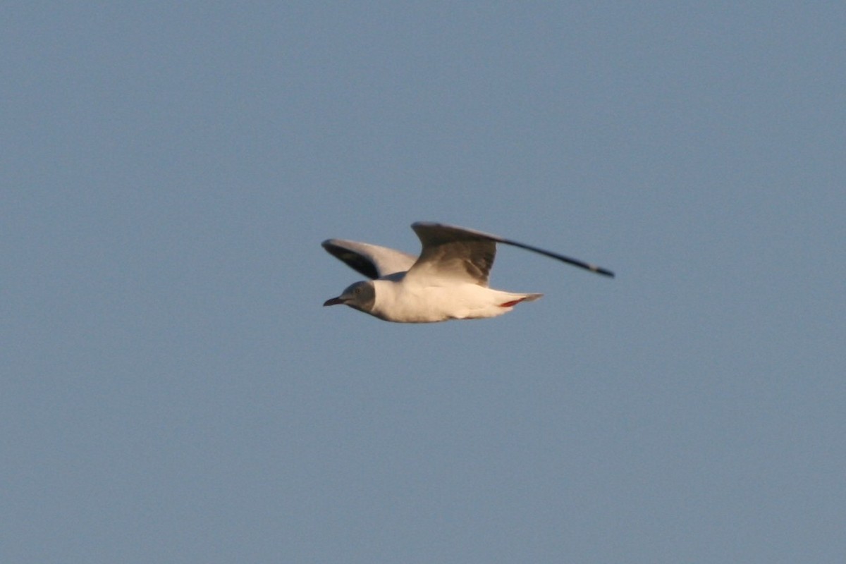 Gray-hooded Gull - ML525454461