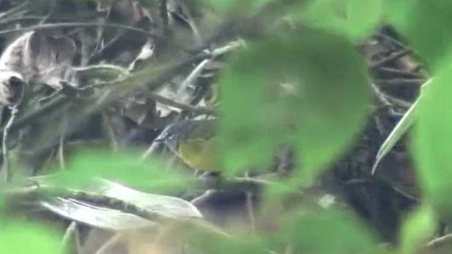 White-lored Warbler - Josep del Hoyo