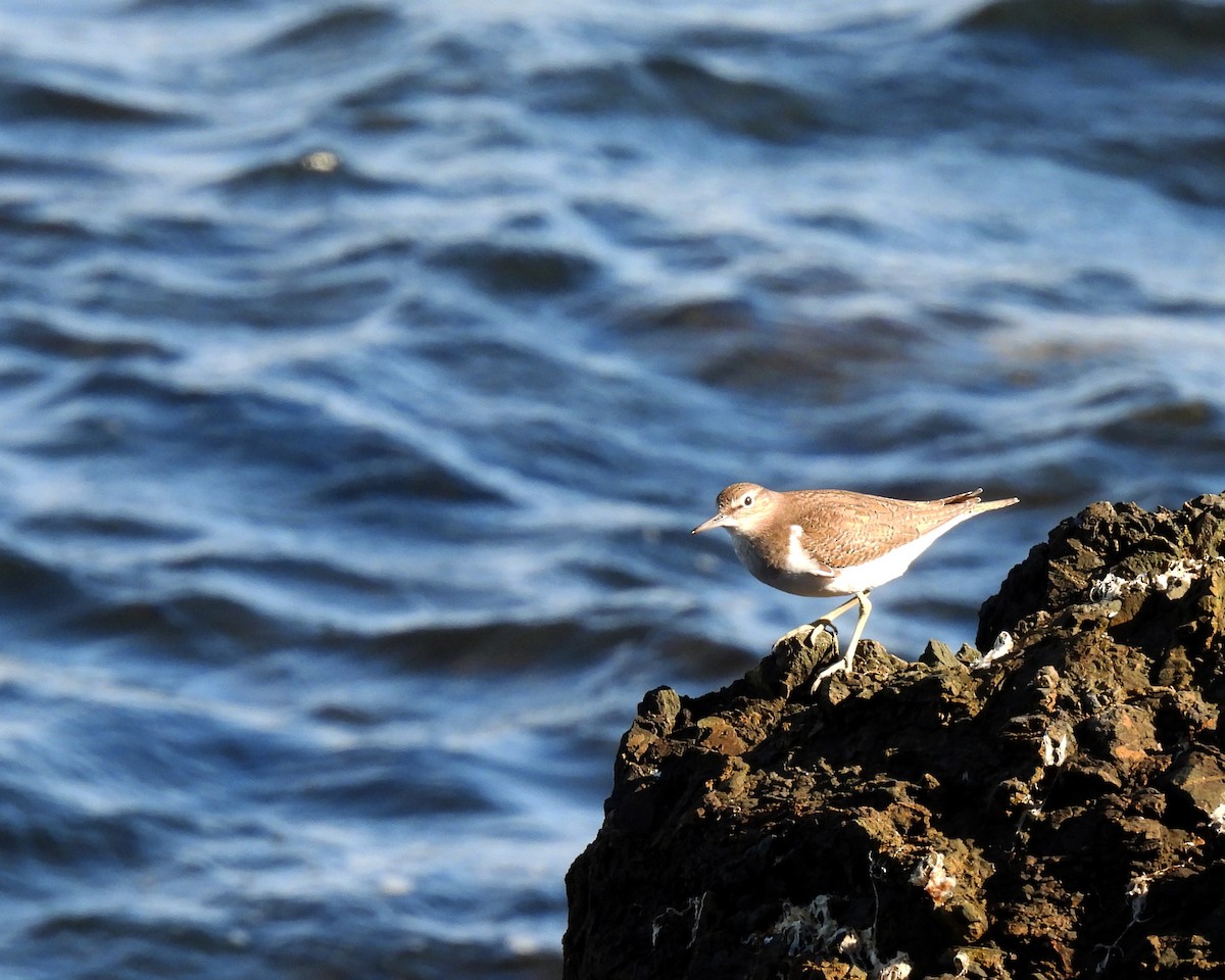 Common Sandpiper - ML525455561