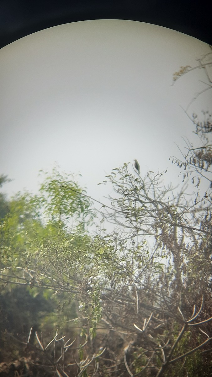 White-eyed Buzzard - ML525457921