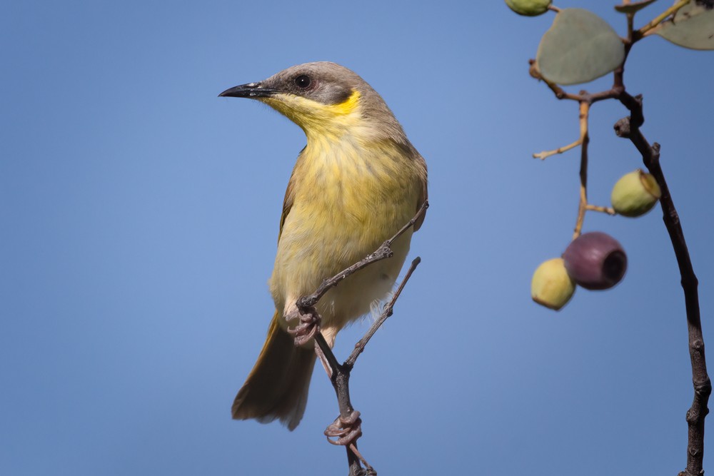 Gray-headed Honeyeater - Tristan ap Rheinallt