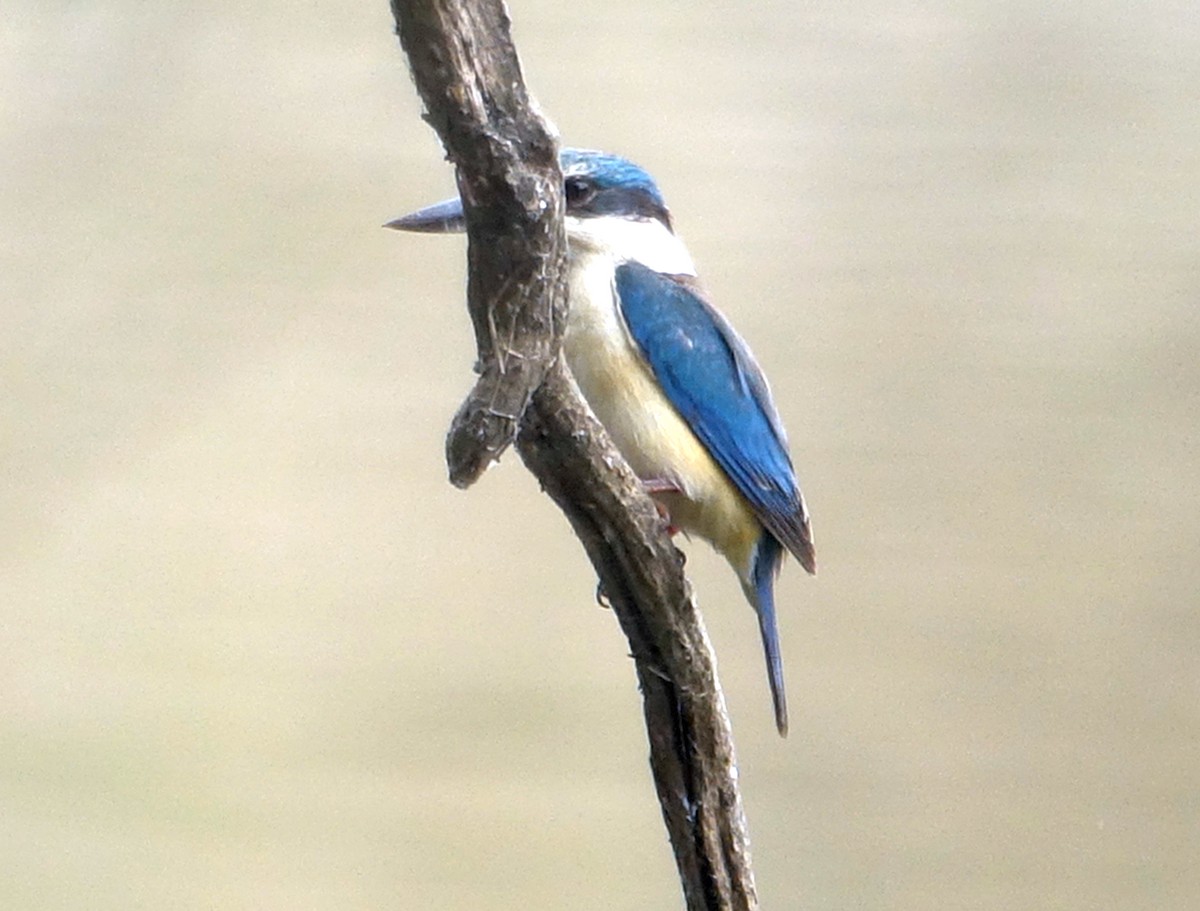 Sacred Kingfisher - ML525460521